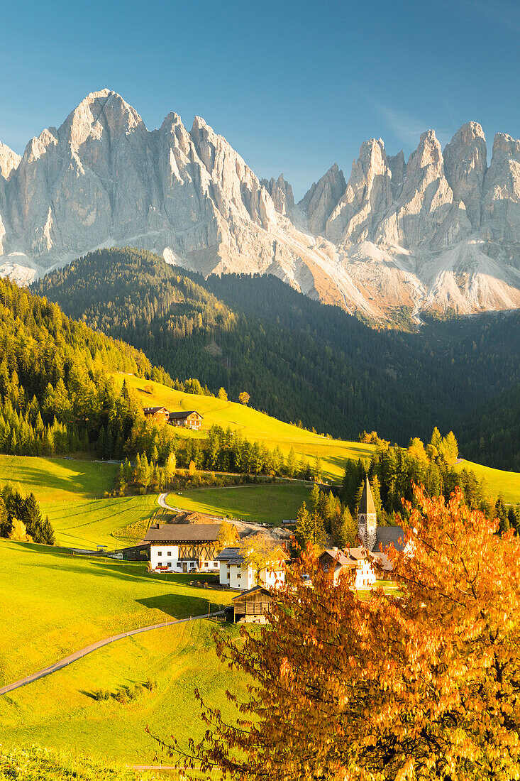 an autumnal view of Villnössertal with a cherry tree in the foreground and the Geisler Group in the back ground, Bolzano province, South Tyrol, Trentino Alto Adige, Italy