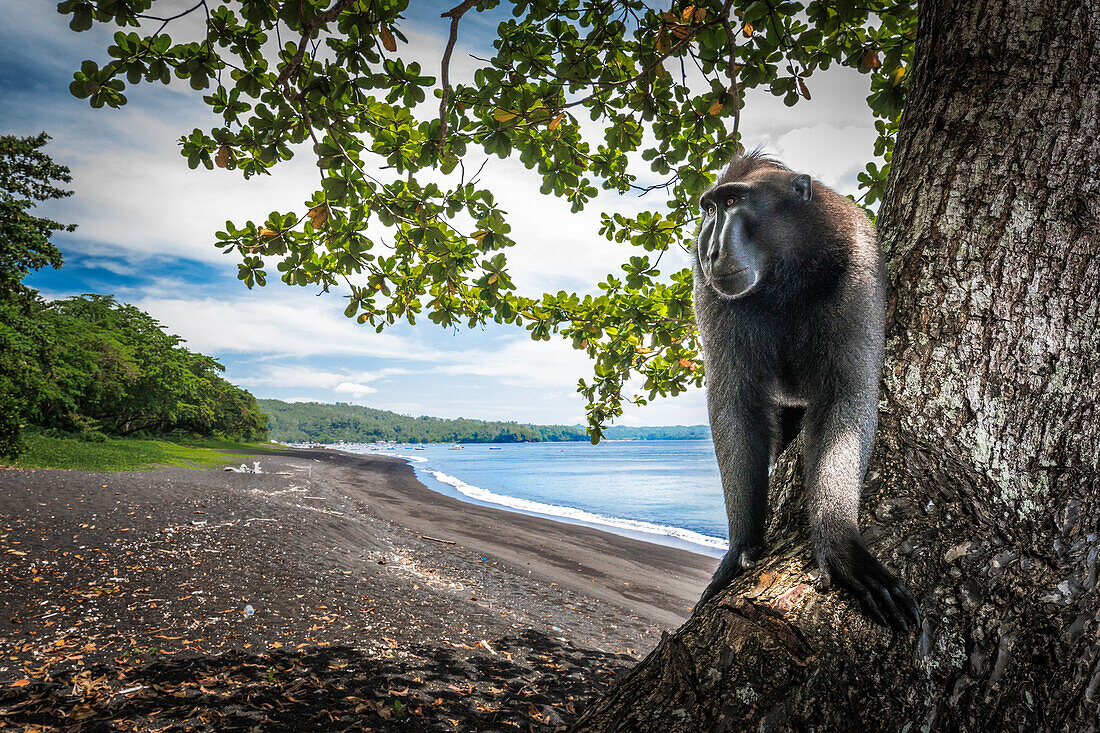 Black crested macaque, Tangkoko National Park, Northern Sulawesi, Sulawesi, Indonesia