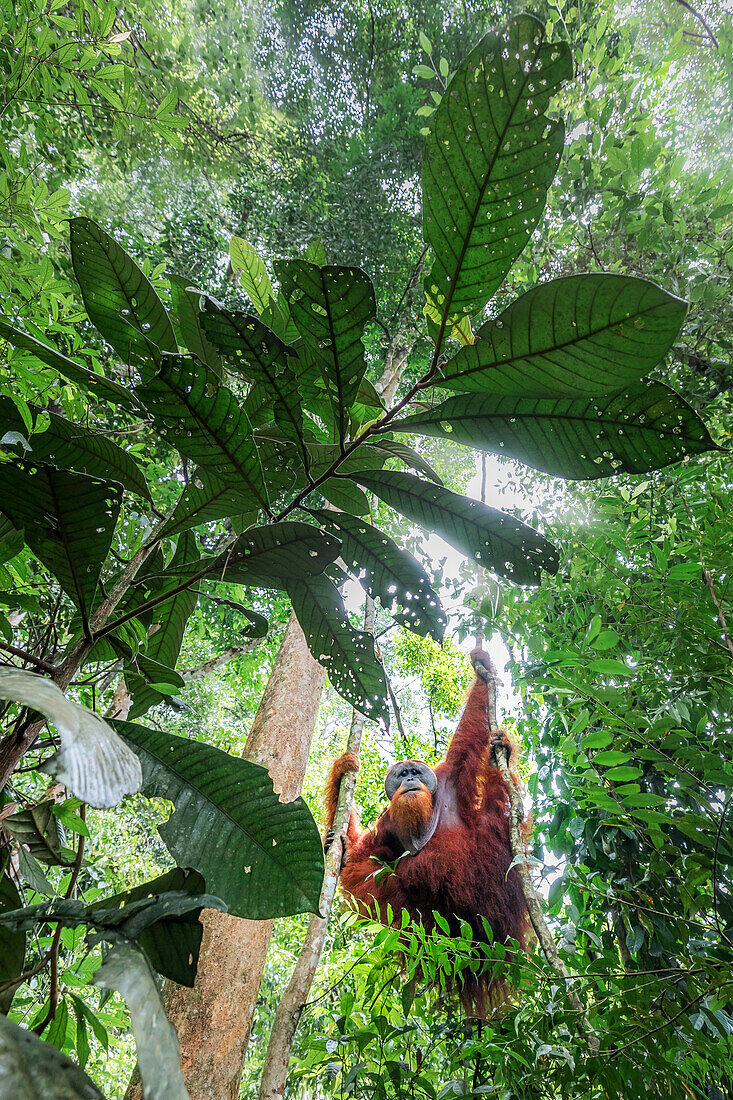 Sumatran orangutan climbing a tree in Gunung Leuser National Park, Northern Sumatra.