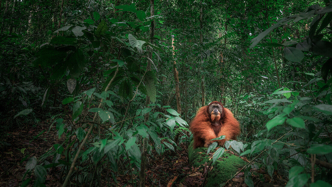 Sumatran orangutan sitting on a log in Gunung Leuser National Park, Northern Sumatra.