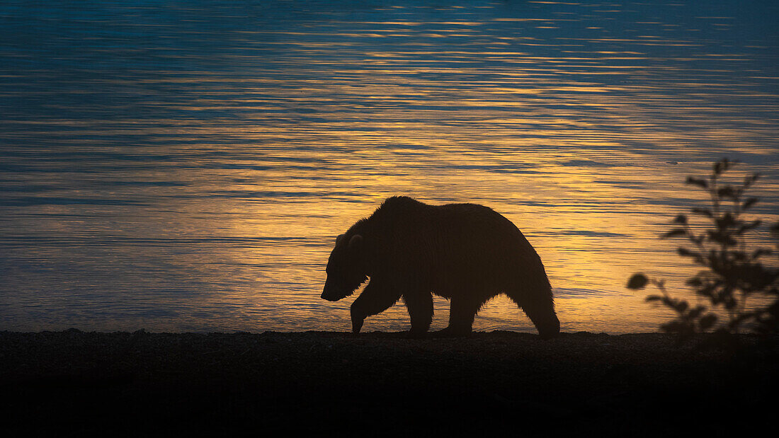 Brown bear silhouette (Ursus arctos alascensis), Brooks falls, Katmai National Park and Preserve, alaska peninsula, western Alaska, United States of America