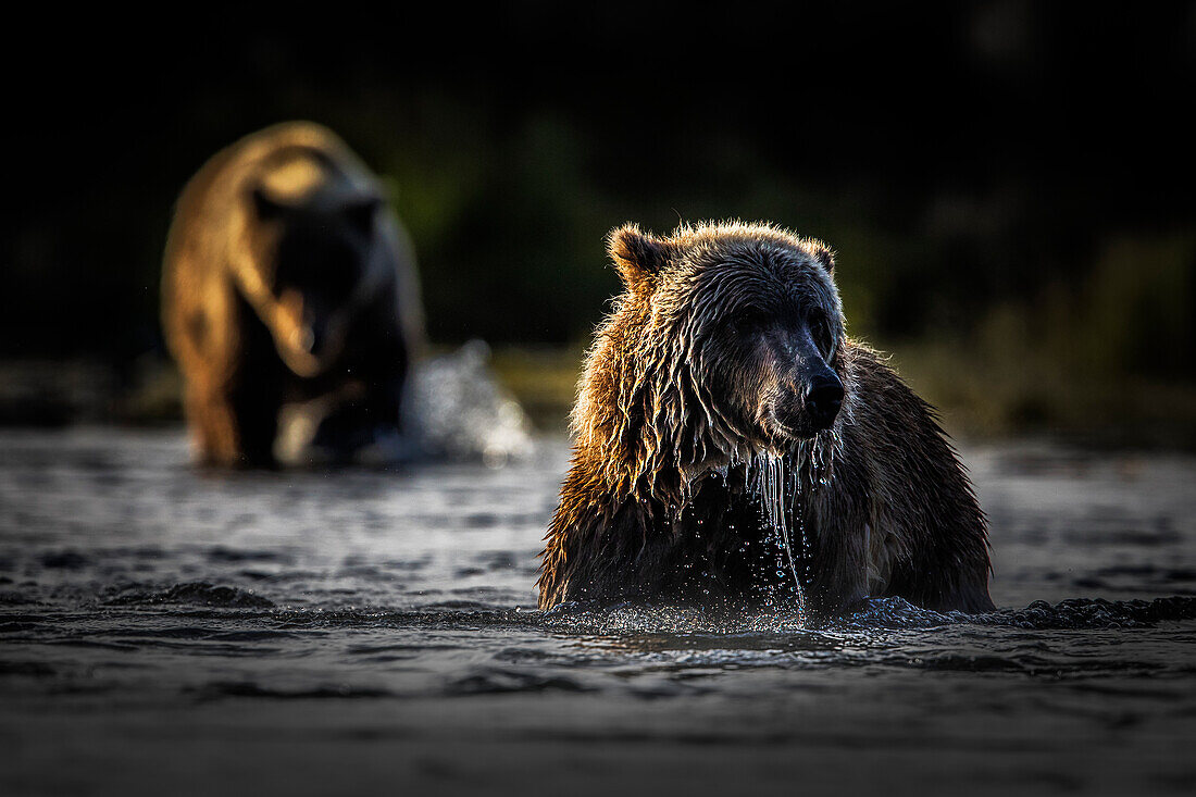 Brown bears (Ursus arctos alascensis), Brooks River, Katmai National Park and Preserve, alaska peninsula, western Alaska, United States of America