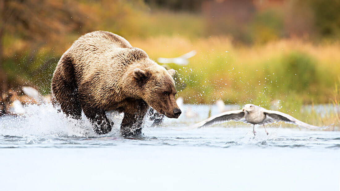 Brown bears (Ursus arctos alascensis), Brooks River, Katmai National Park and Preserve, alaska peninsula, western Alaska, United States of America