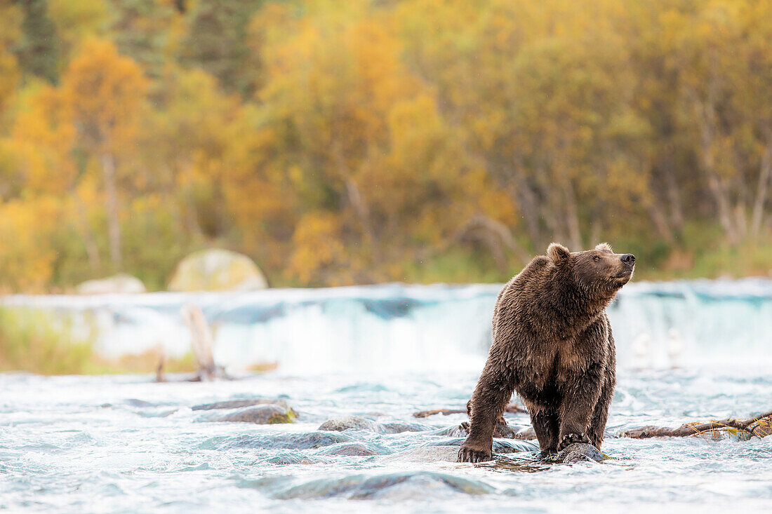 Brown bear (Ursus arctos alascensis), Brooks falls, Katmai National Park and Preserve, alaska peninsula, western Alaska, United States of America