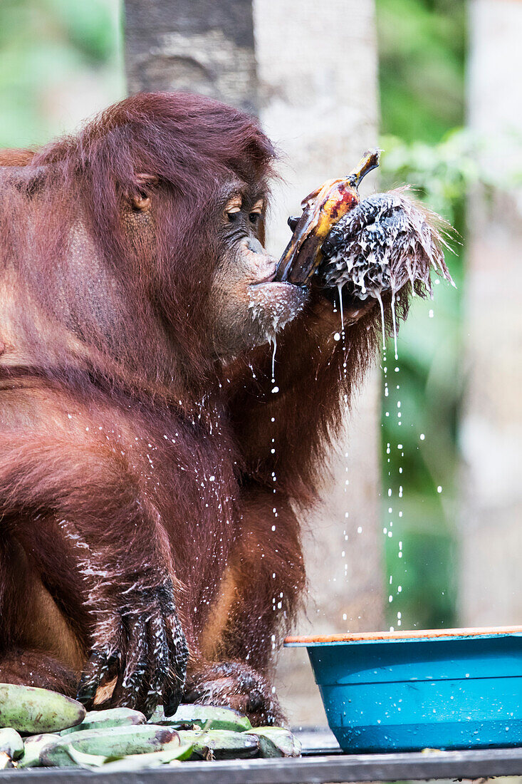 semi-captive Bornean Orangutan using tools. pongo pygmaeus, Tanjung Puting National Park, central Kalimantan, Borneo, Indonesia, Asia