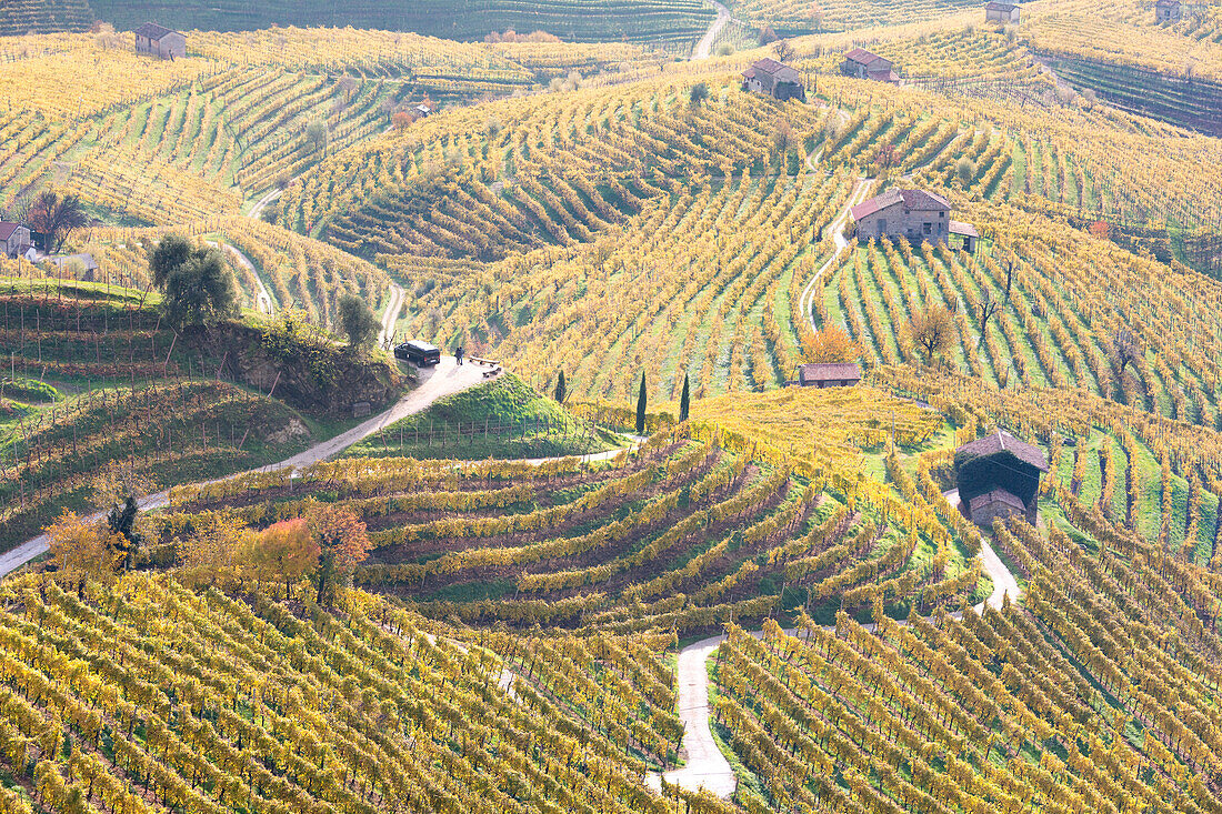 Vineyards of Prosecco wine in autumn, Valdobbiadene area, Treviso, Veneto, Italy