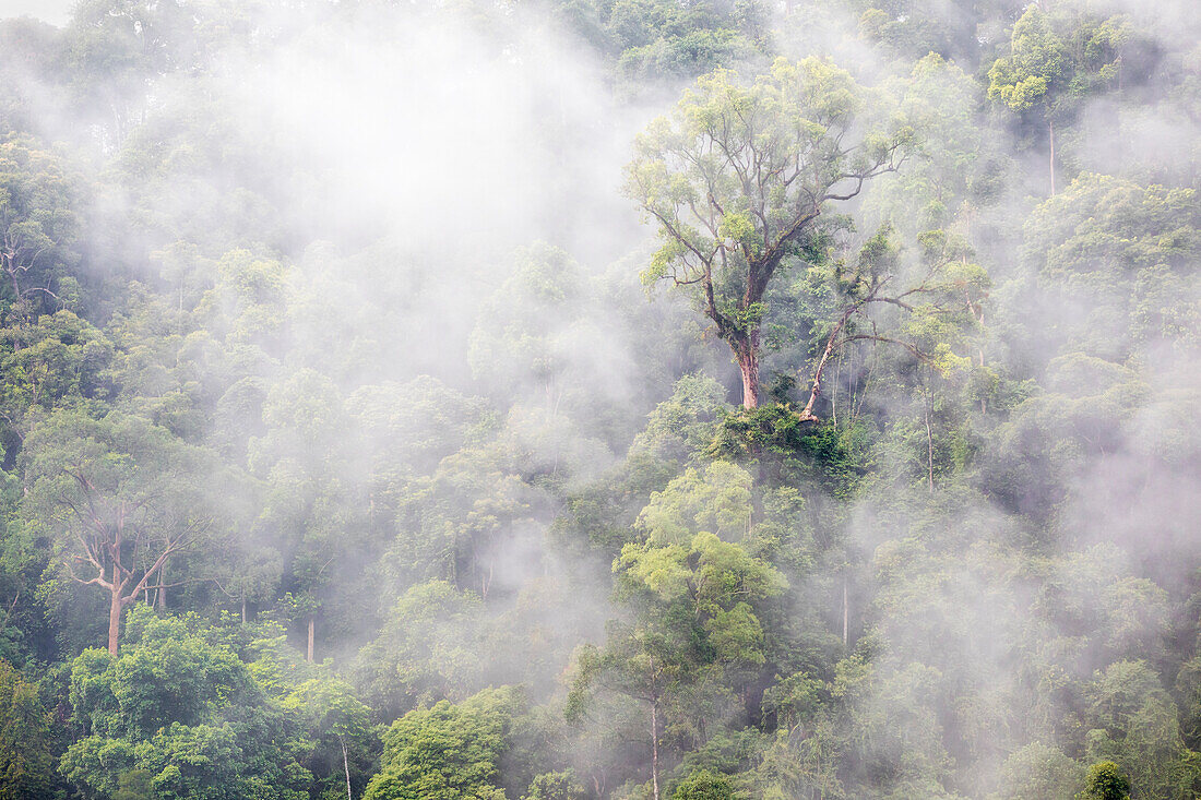 Gunung Leuser National Park, Northern Sumatra, Indonesia, Asia