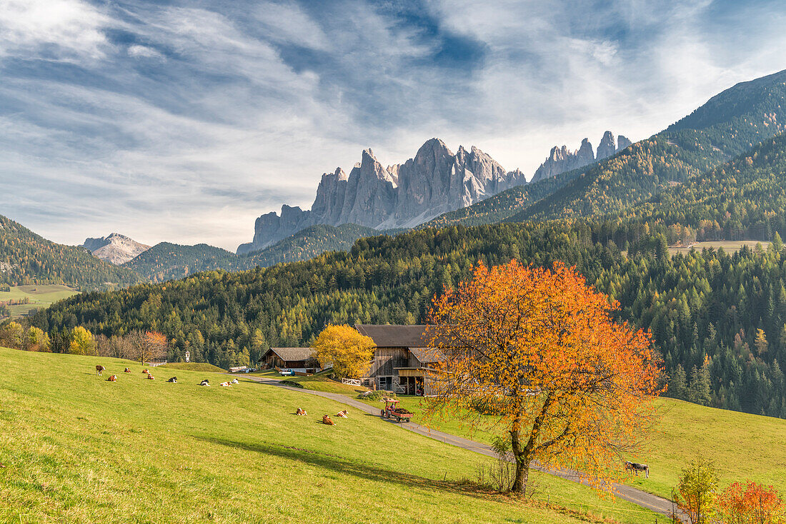 Funes Valley, Dolomites, province of Bolzano, South Tyrol, Italy, Autumn colors in the Funes Valley with the Odle peaks in the background