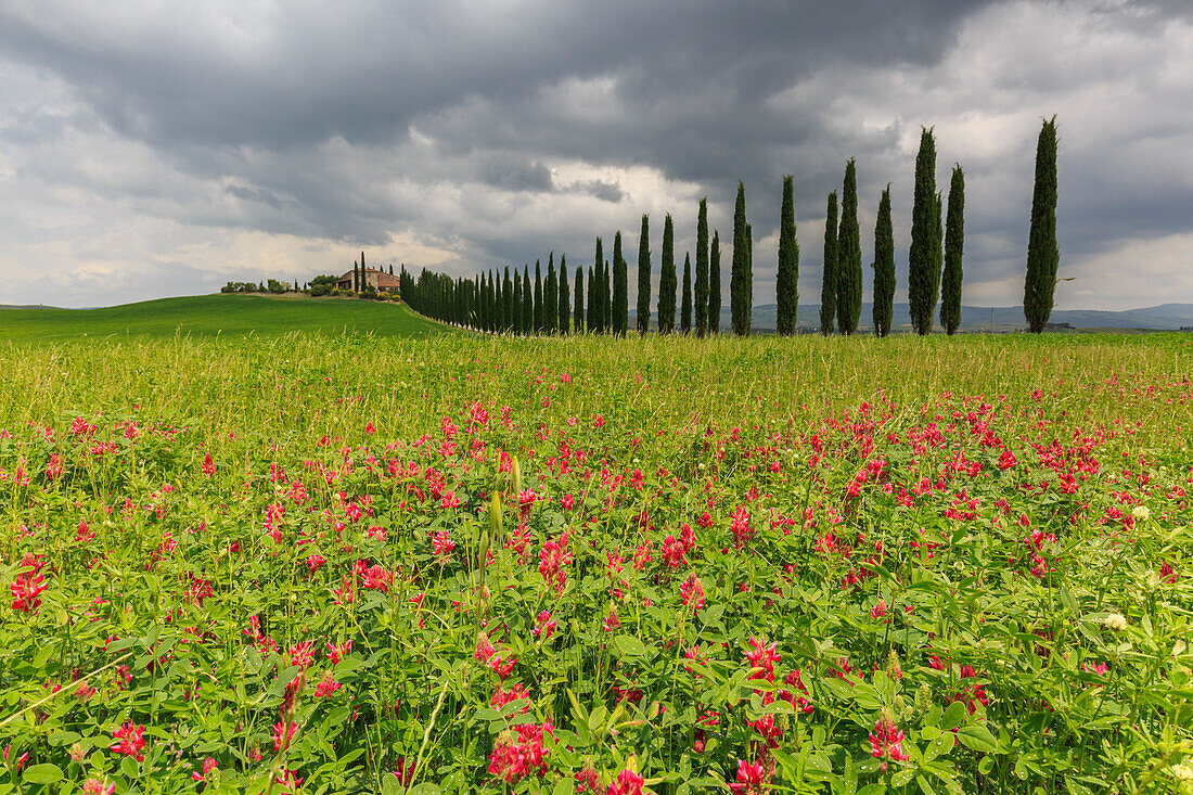 Italy, Tuscany, Orcia valley, flowers at farmhouse Poggio Covili at Castiglione d'orcia, provence of Siena