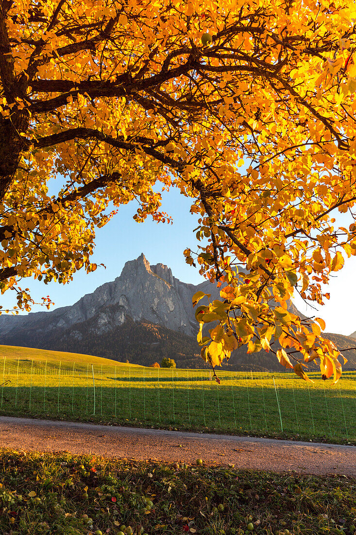 Yellow leaves of tree during autumn, Castelrotto, Seiser Alm, Bolzano province, South Tyrol, Italy