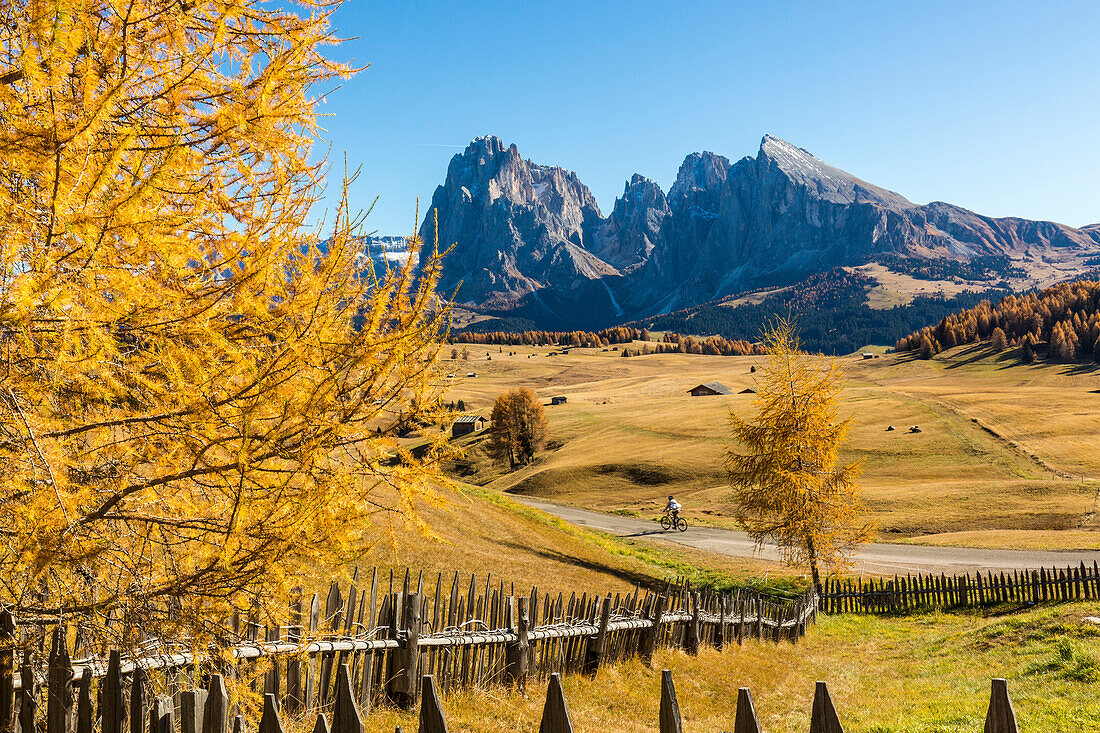 Yellow larch tree with Sassolungo and Sassopiatto in background, Alpe di Siusi/Seiser Alm, Dolomites, province of Bolzano, South Tyrol, Italy