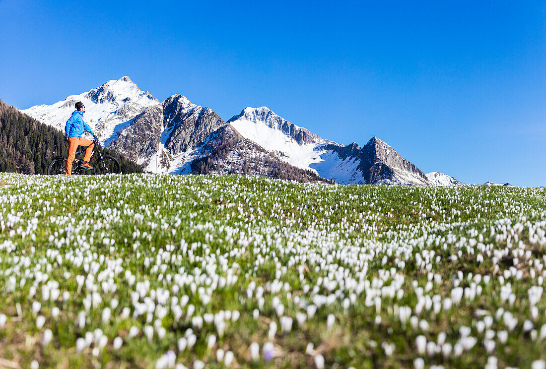 Panorama of cyclist with mountain bike framed by crocus in bloom Albaredo Valley Orobie Alps Valtellina Lombardy Italy Europe