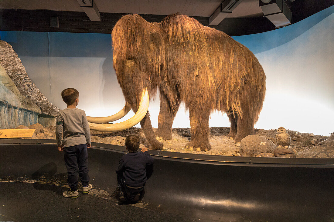 Children look the mammoth from the glass window, Zoological Museum, University of Copenhagen, Denmark
