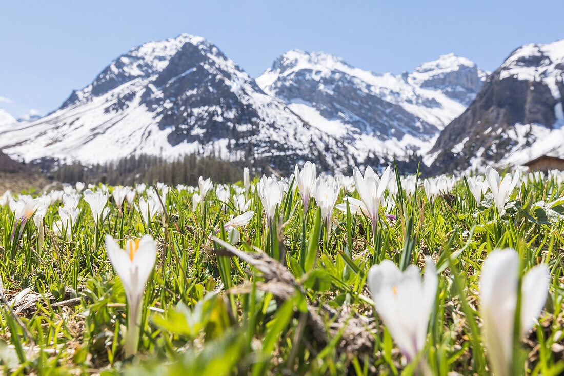Close up of Crocus flowers during spring bloom, Davos, Sertig Valley, canton of Graubünden, Switzerland