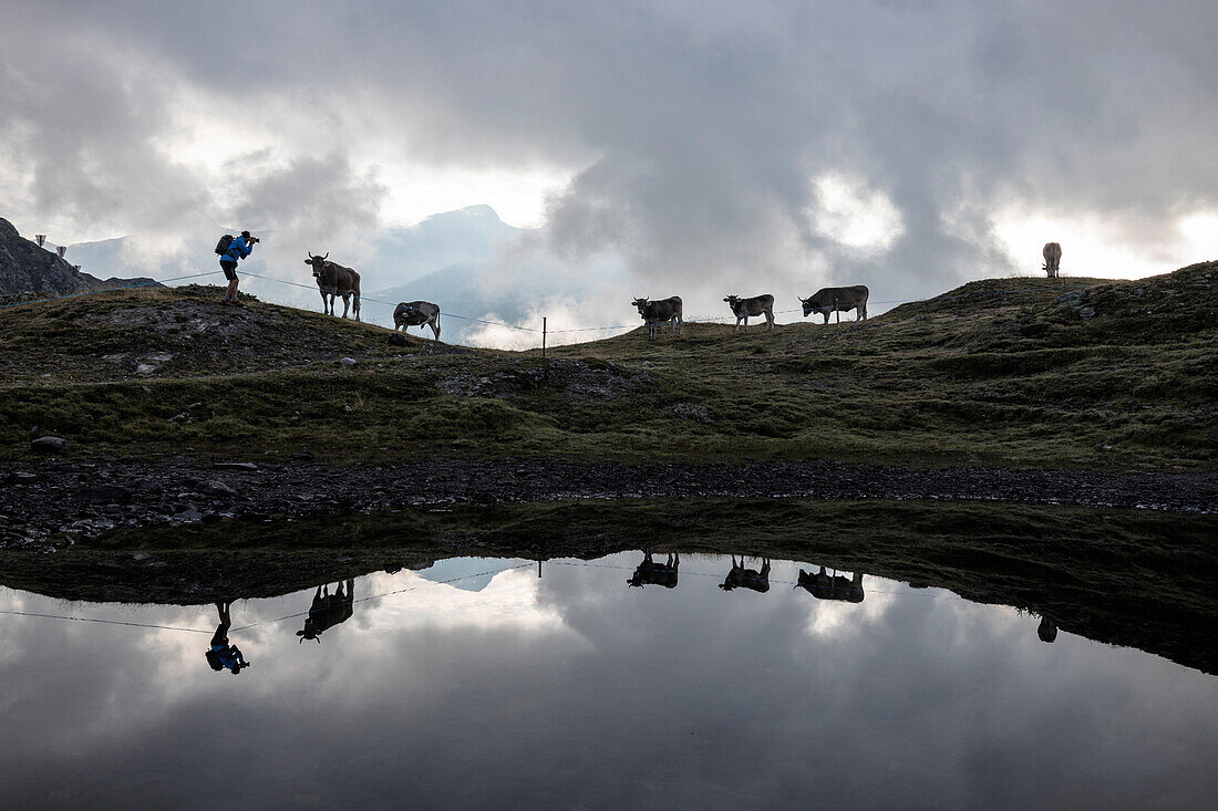 Silhouettes of cows reflected in alpine lake, Bernina Pass, Poschiavo Valley, canton of Graubünden, Engadine, Switzerland