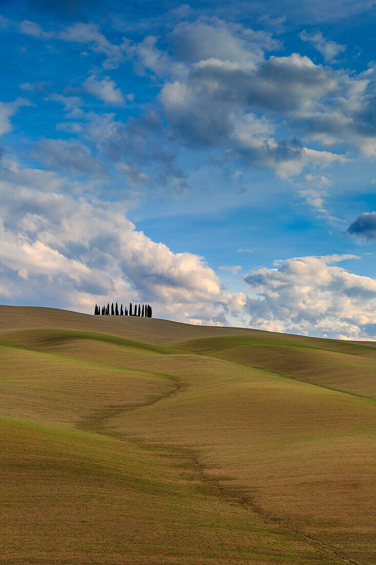 San Quirico d'Orcia cypresses, Val d'Orcia, Tuscany, Italy