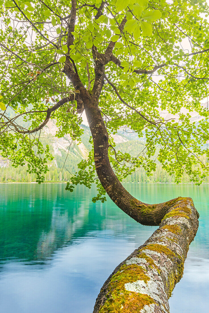 Birch on Tovel lake Europe, Italy, Trentino Alto Adige, Non valley, Ville d'Anaunia, Tuenno