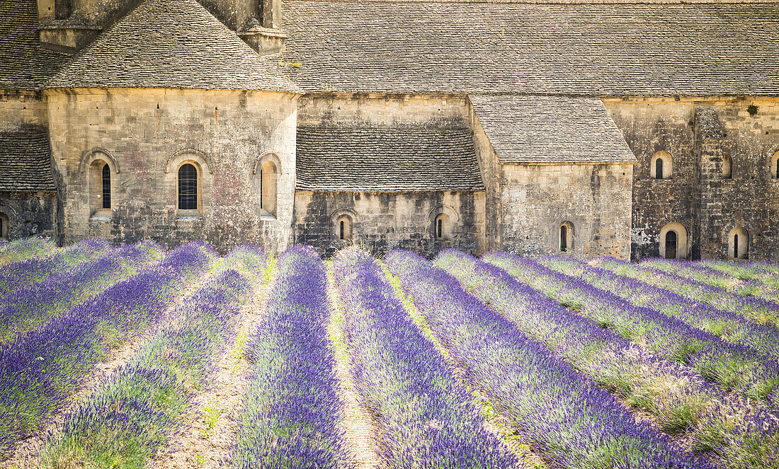 Senanque abbey, near Gordes, Provence, France
