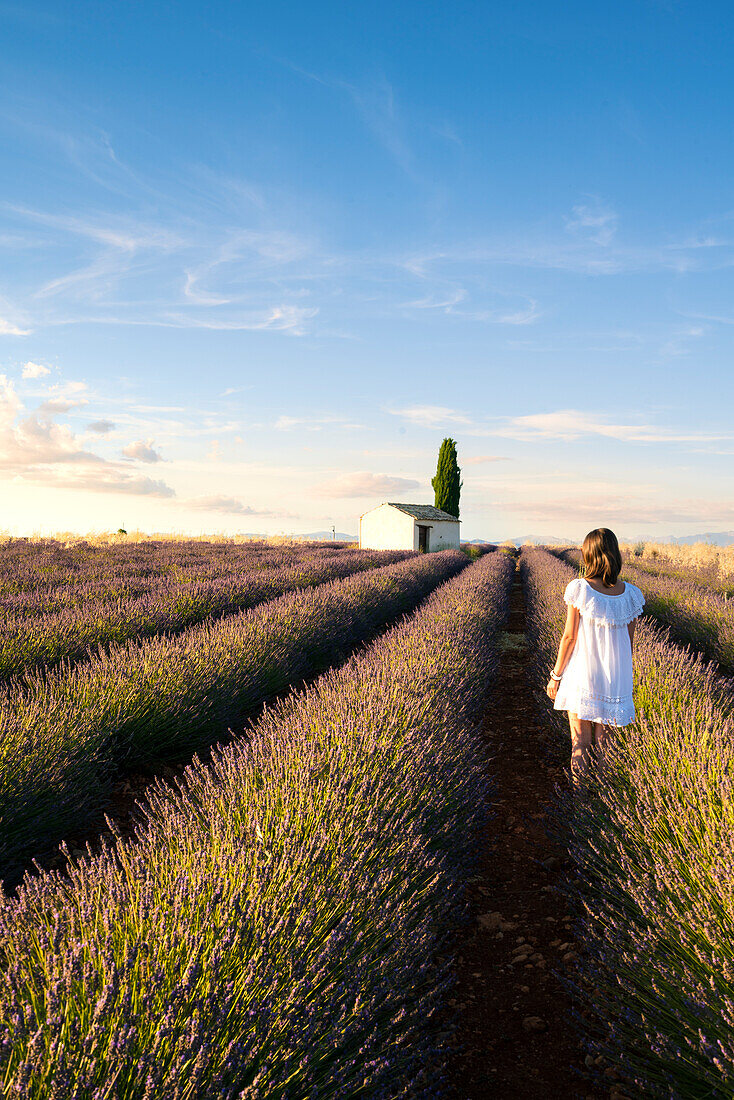 Valensole,Provence,France