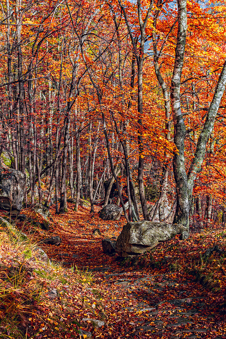 Autumn in the alpine woods between Soglio and Stampa, Maloja region, Canton of Graubunden, Bregaglia valley, Switzerland, Europe