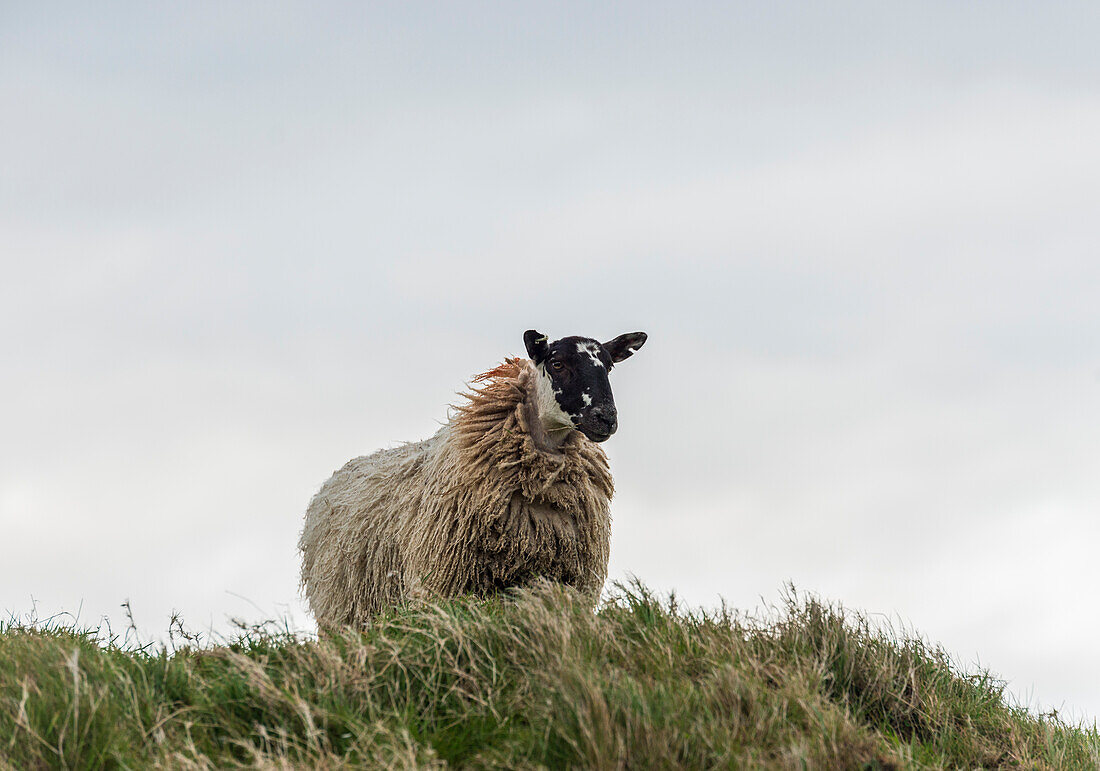 A sheep grazing on the hill. , Northern Ireland, County Antrim, Bushmills, United Kingdom.