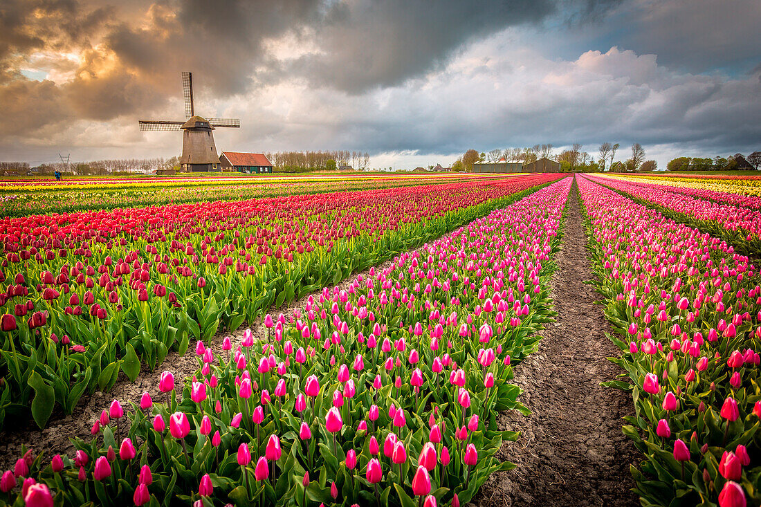 Alkmaar, Netherlands, Tulips field in bloom and windmill during springtime