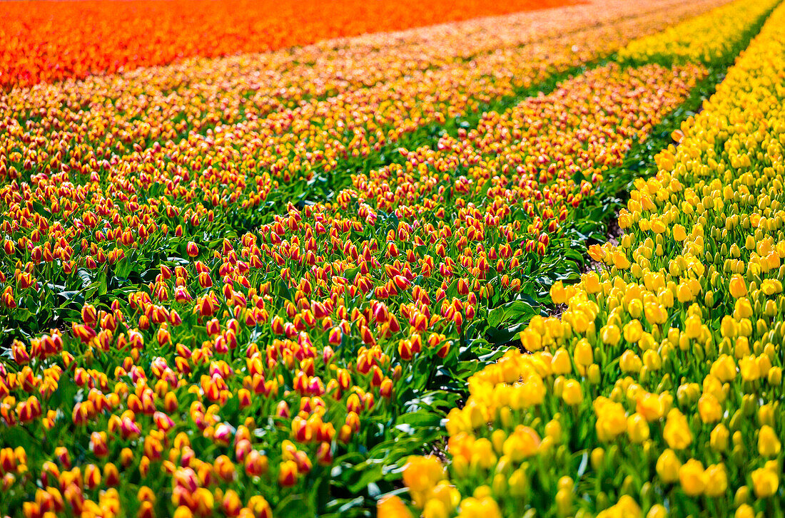 Lisse, Netherlands, Tulips field in bloom during springtime