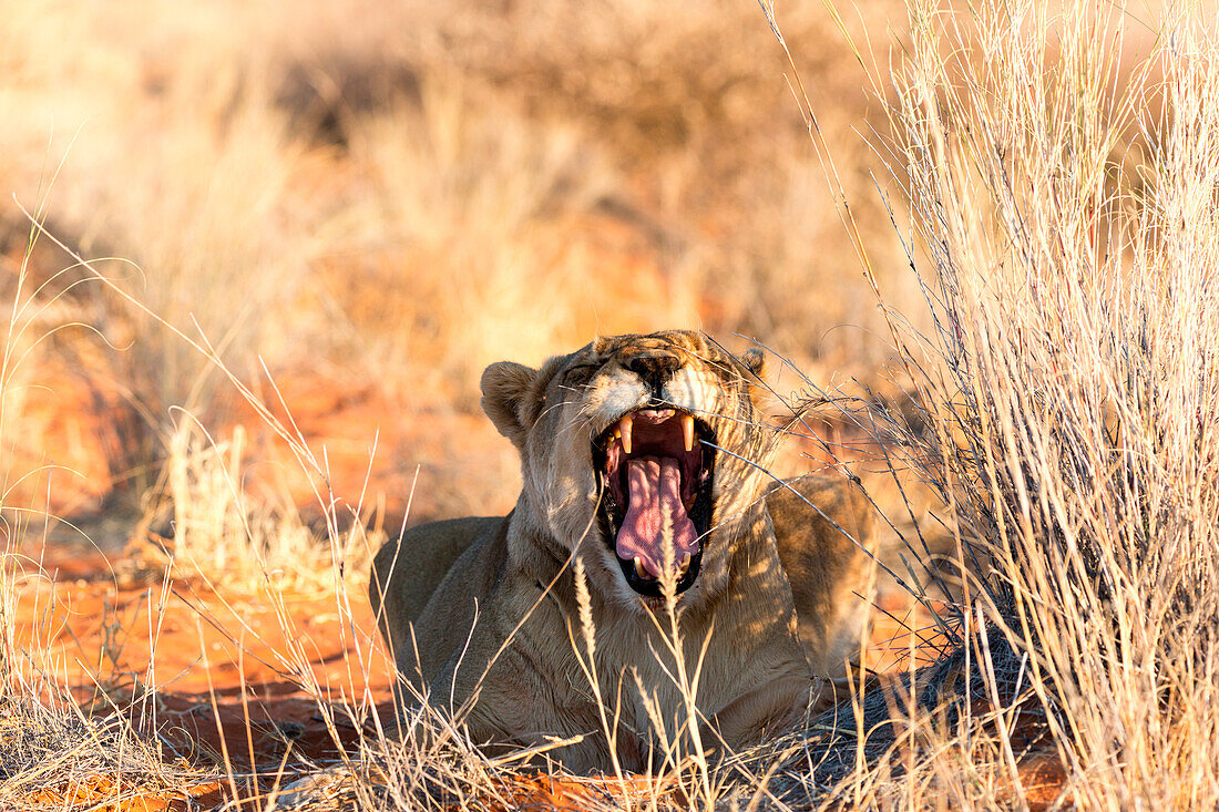 Wild lioness yawn in Etosha, Namibia, Africa
