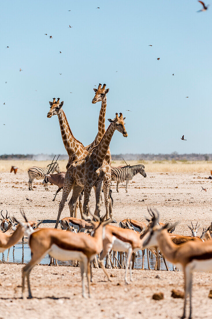 Giraffes, antelope and Zebras at the waterhole in Etosha, Namibia, Africa