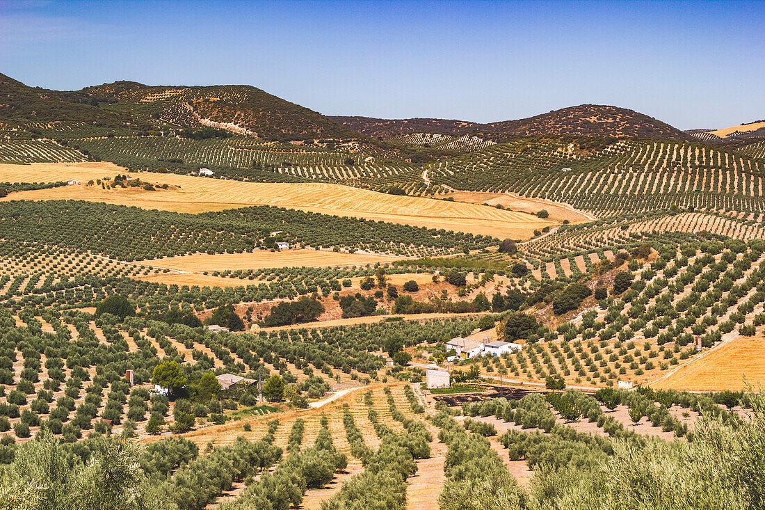 Cultivated fields in La Mancha, Central Spain, Europe