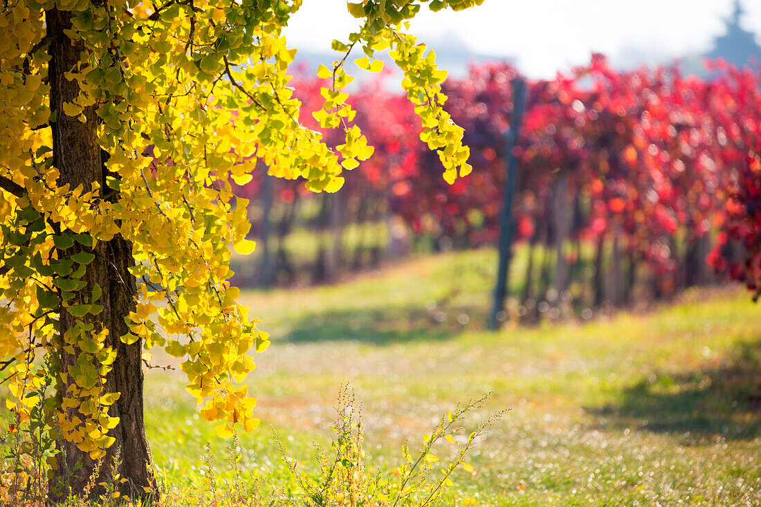 Lambrusco Grasparossa Vineyards in autumn, Castelvetro di Modena, Emilia Romagna, Italy