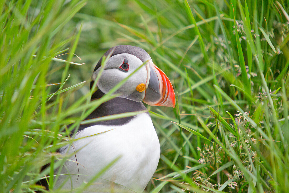 Common atlantic puffin among the grass, Borgarfjordur Eystri, Austurland, Eastern Iceland, Iceland