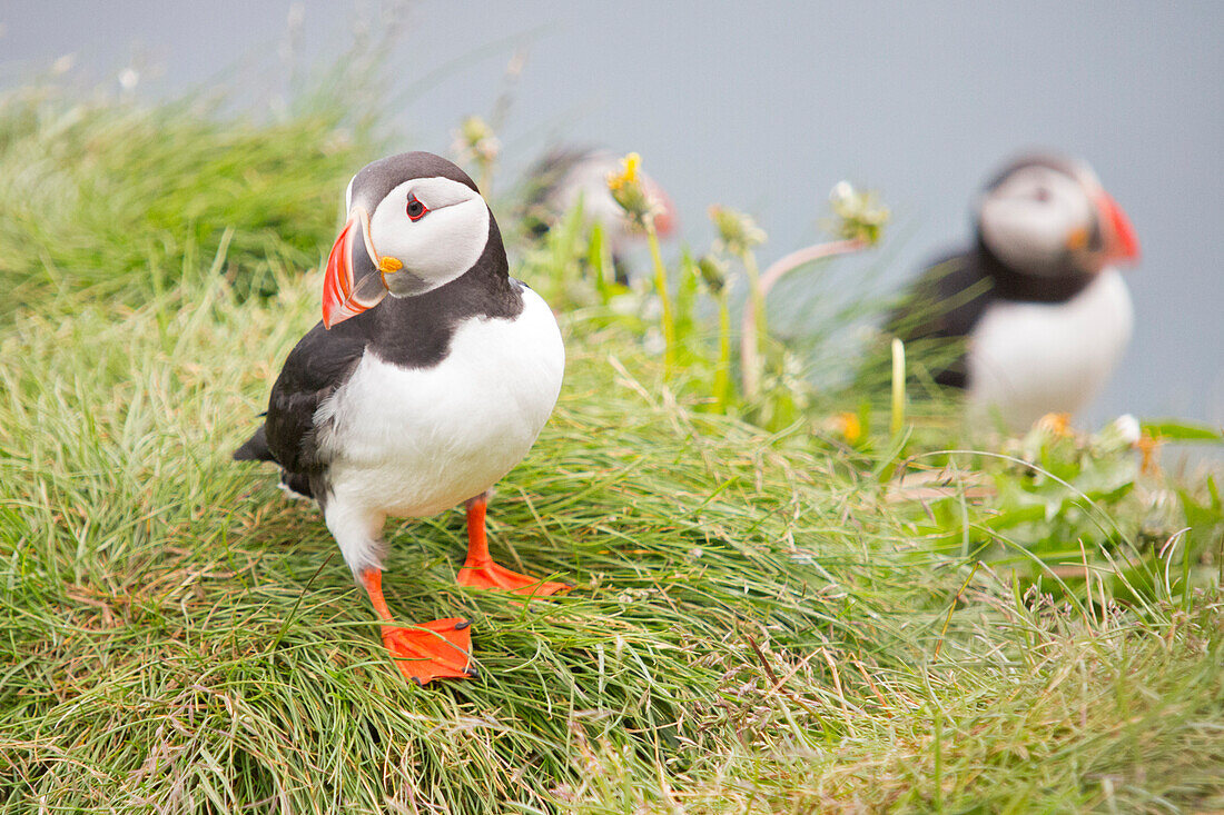 Atlantic puffin,Borgarfjordur Eystri, Austurland, Eastern Iceland, Iceland