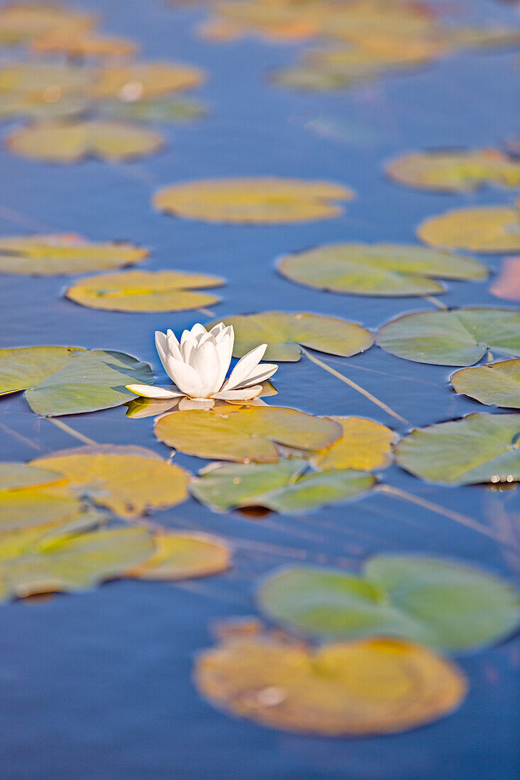 close up of waterlily,Traig Mhor, North Tolsta, Isle of Lewis, United Kingdom