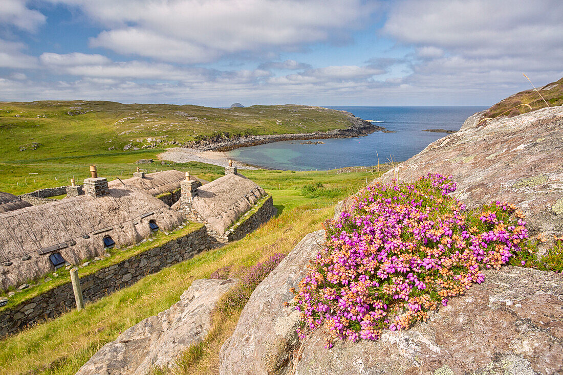 close up of heather at Gearrannan Blackhouse Village, Carloway, Isle of Lewis, western scotland,United Kingdom