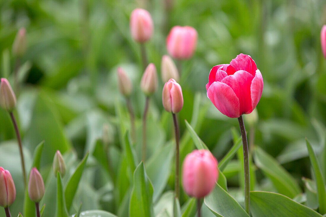 Nahaufnahme einer blühenden lila Tulpe, Alkmaar Polder, Nordholland, Niederlande