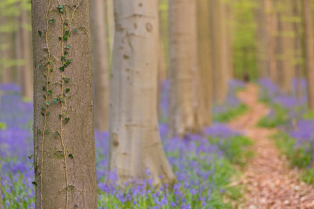 Bluebells carpet into the Halle Forest, Halle, Bruxelles, Flemish Brabant, Flanders, Belgium