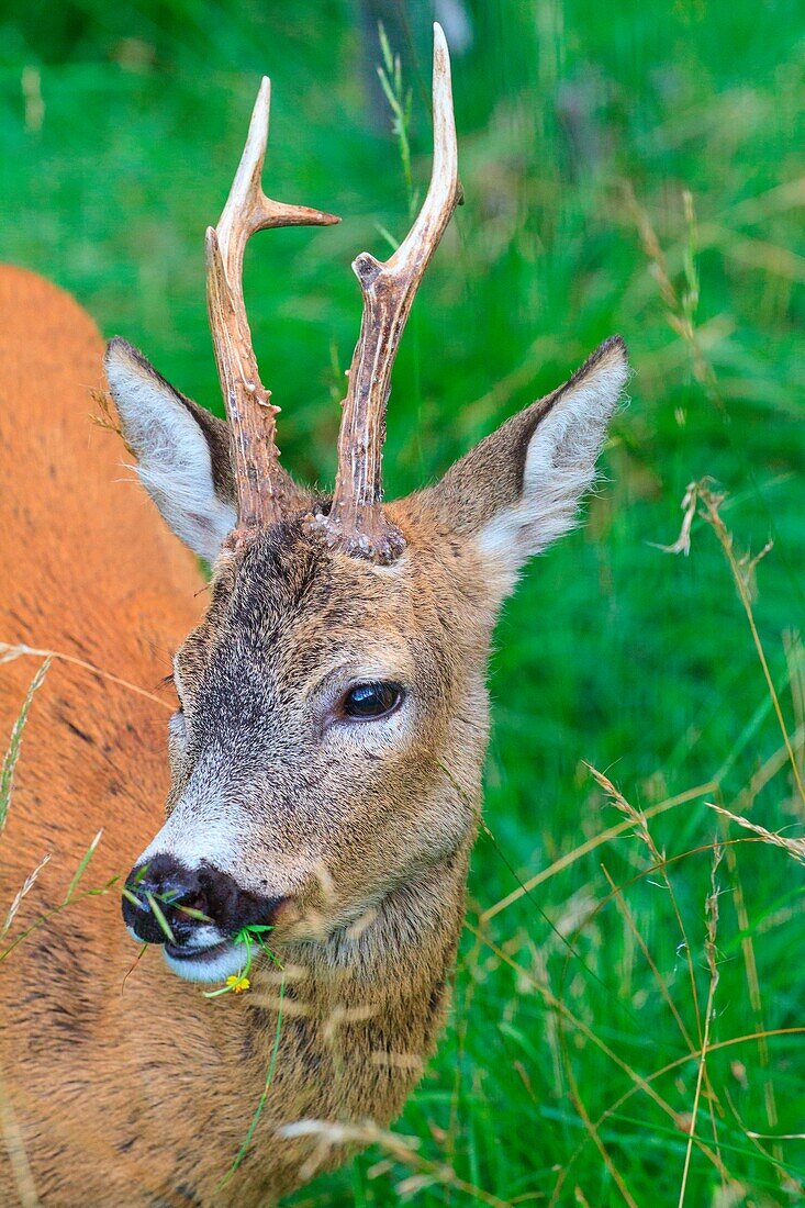 Roe deer portrait, Val di Funes, Trentino Alto Adige, Italy