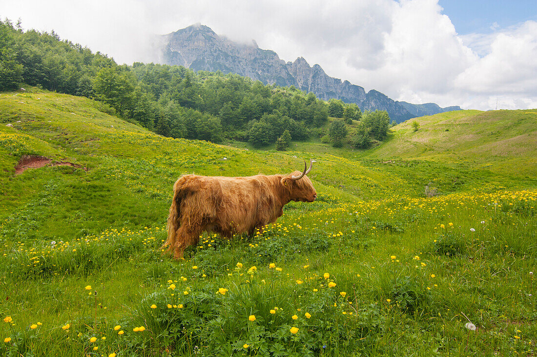 Yak grazing in summer near Campogrosso pass, Veneto, Italy