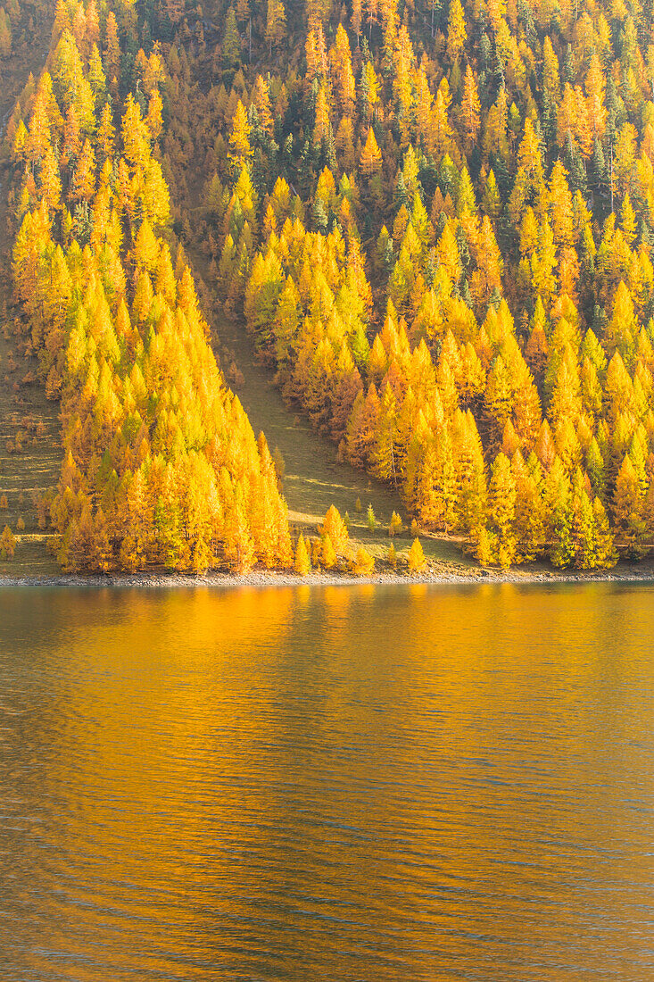 A wood of larches in autumn reflected in Livigno lake at sunset, Valtellina, Lombardy, Italy