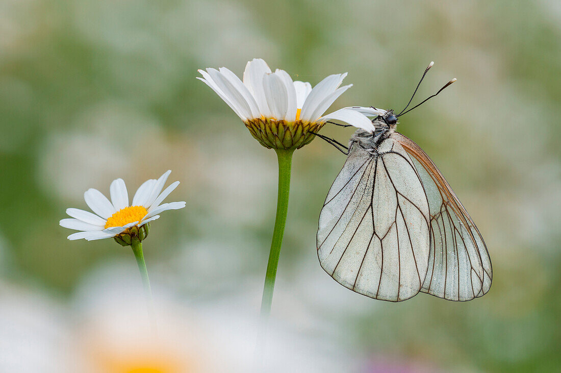 Black-veined white on the daisy, Trentino Alto-Adige, Italy