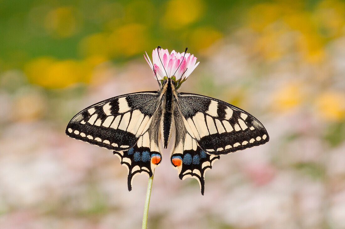 old world swallowtail on the flower, Trentino Alto-Adige, Italy