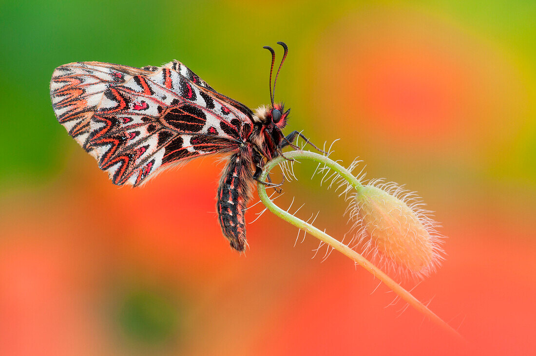 southern festoon on the poppy, Trentino Alto-Adige, Italy