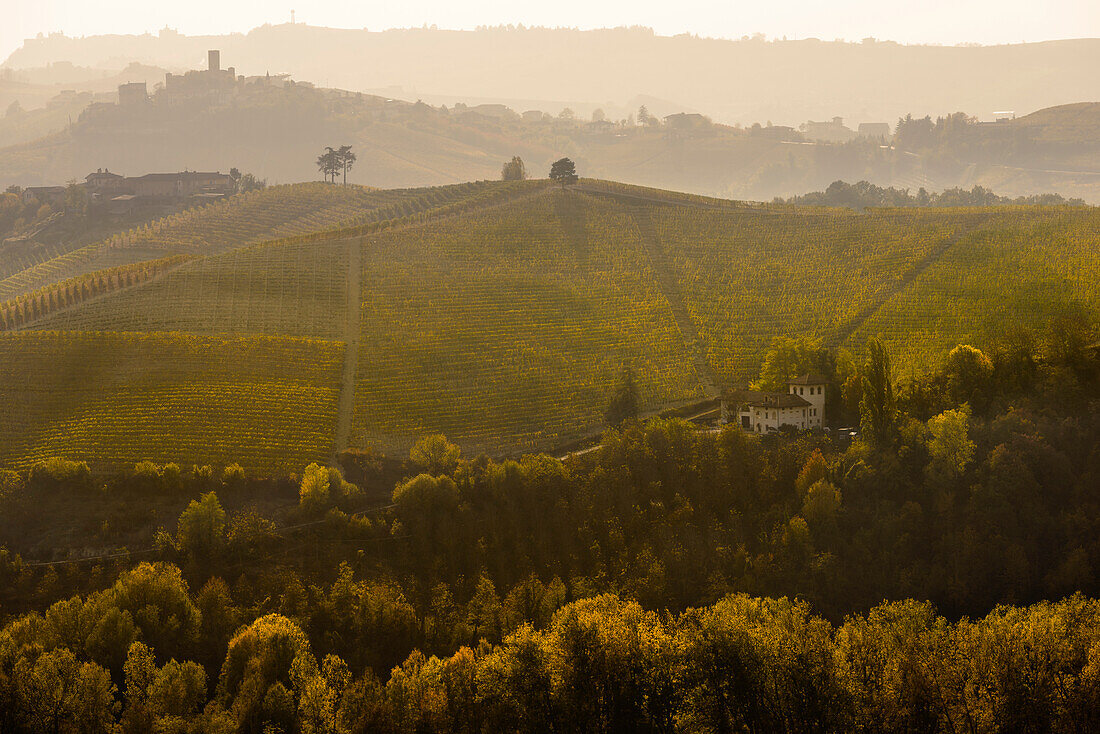 The vineyards of the Langhe in Autumn. Italy, Piedmont, Cuneo district, Langhe