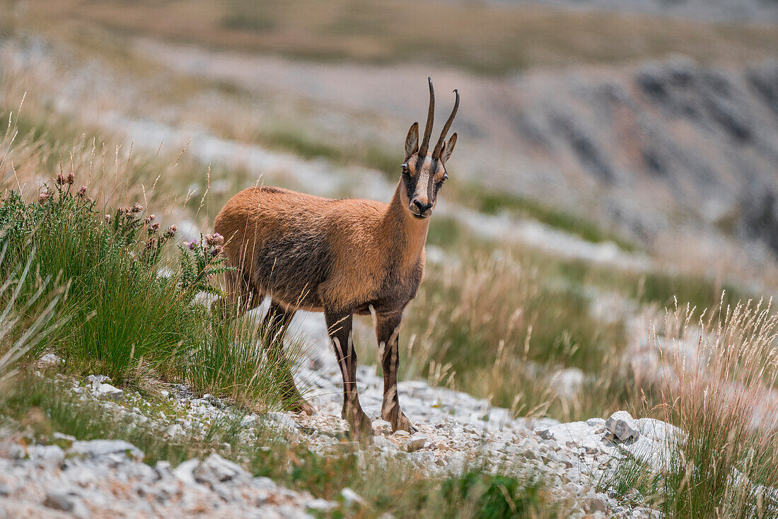 Male of chamois grazing, Gran Sasso, Campo Imperatore, L'Aquila province, Abruzzo, Italy