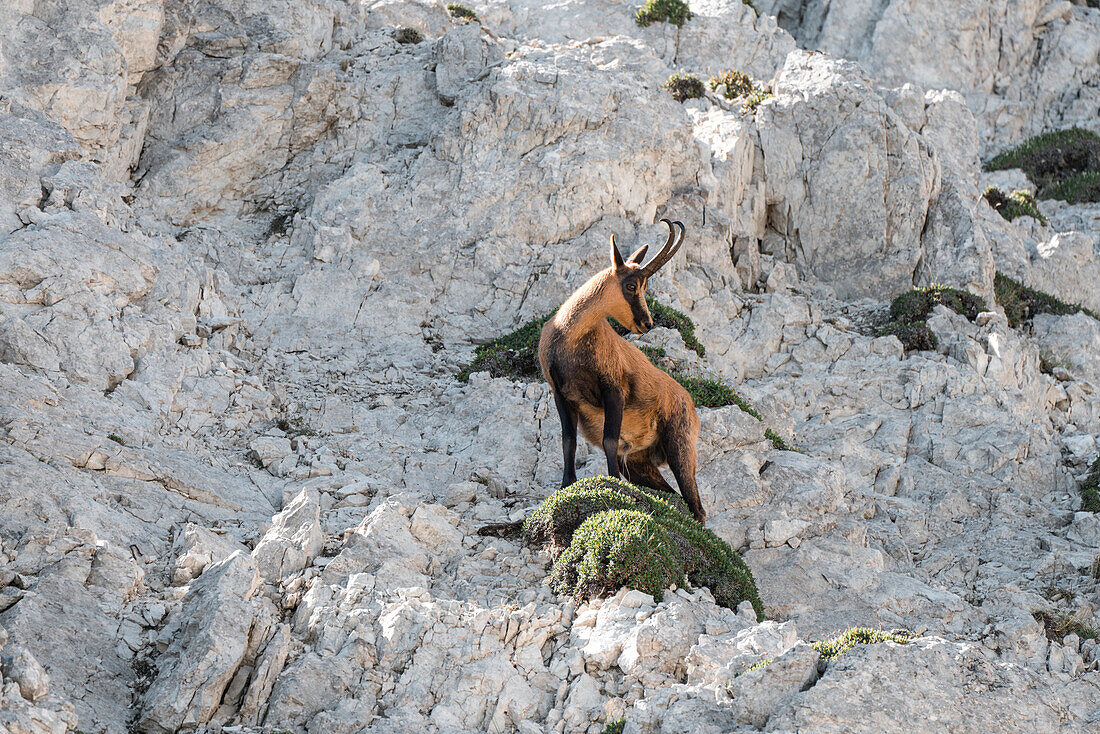 Male of chamois on a rocky spur, Gran Sasso, Campo Imperatore, L'Aquila province, Abruzzo, Italy