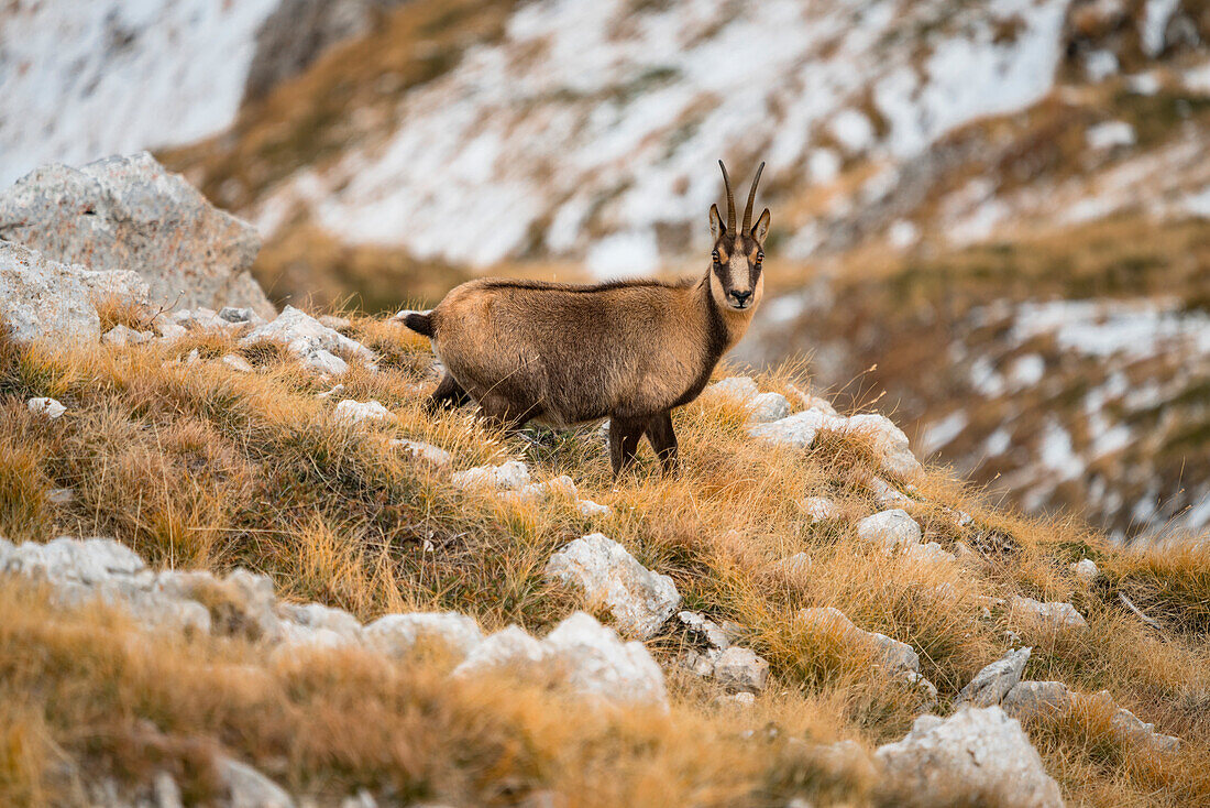 Male of chamois, Gran Sasso, Campo Imperatore, L'Aquila province, Abruzzo, Italy