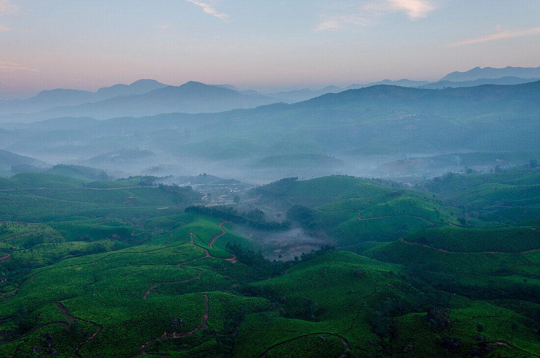 Munnar, Kerala, India, A sunrise view of the tea plantation