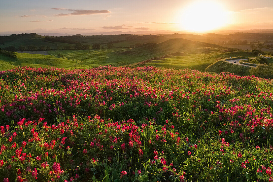 Sunset over a flower field in the countryside surrounding Siena, near Asciano, Val d'Orcia, Tuscany, Italy.