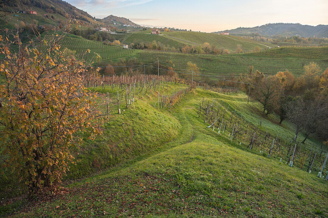 Vineyards in autumn near Rolle, Cison di Valmarino, Treviso, Veneto, Italy